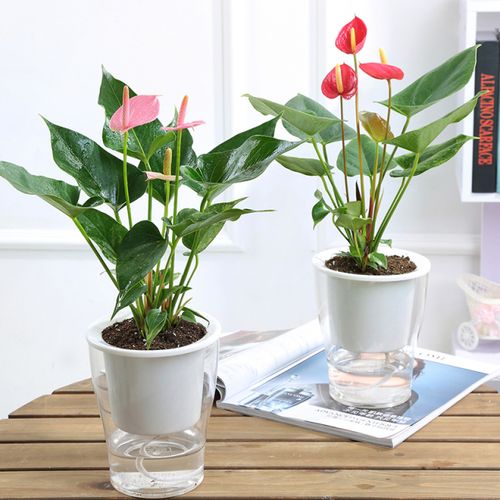 五种办公室花卉第2款你会喜欢