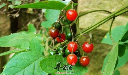 白英的功效与作用