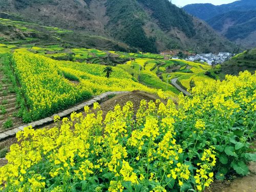 歙县三阳镇:千亩梯田油菜花正绽放