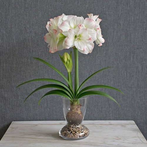 黛丝amadeus 新球【现货】荷兰进口朱顶红种球 荷兰花