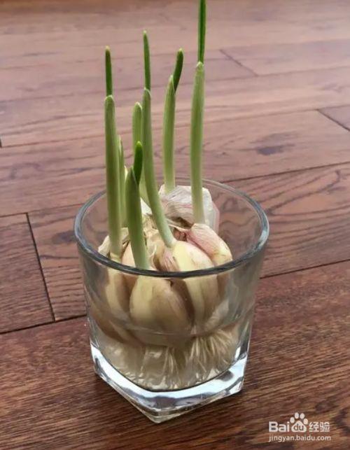 蒜发芽了怎么种水培蒜苗