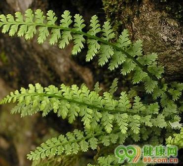 凤尾猪鬃草的功效与作用