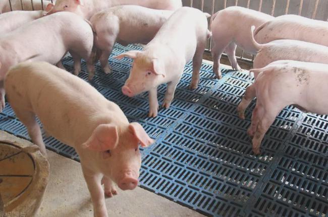 养殖户注意了!明年3,4月生猪出栏达高峰,不要盲目压栏