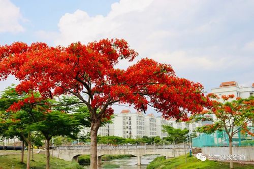 哇哦德宏这个地方被火红的凤凰花承包啦