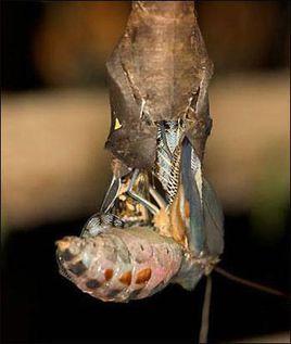 原意指蝴蝶幼虫由蛹,经过蜕皮,变化为成虫的过程.