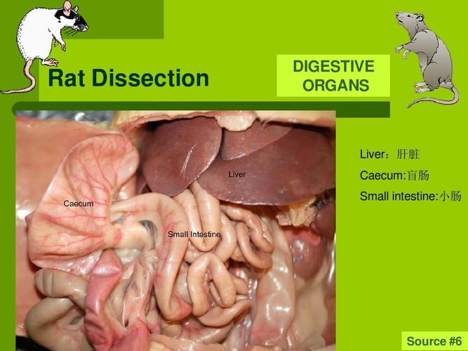 中英文 rat dissection digestive organs liver:肝脏 caecum:盲肠