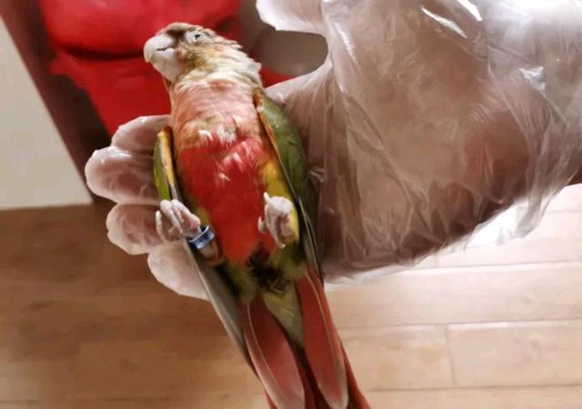 饿死的小太阳鹦鹉