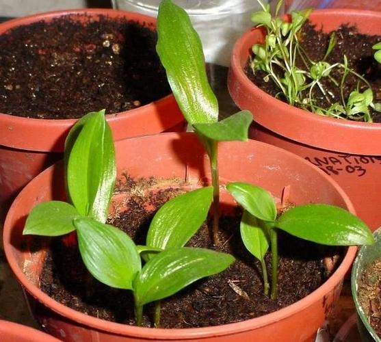 夏日里花朵如同火焰般的嘉兰百合买些块茎就能种可不断繁殖