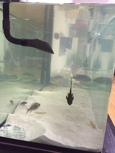 鱼缸水雾蒙蒙的,硝化系统崩了吗?