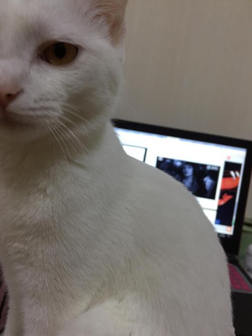 可以给猫剃毛吗