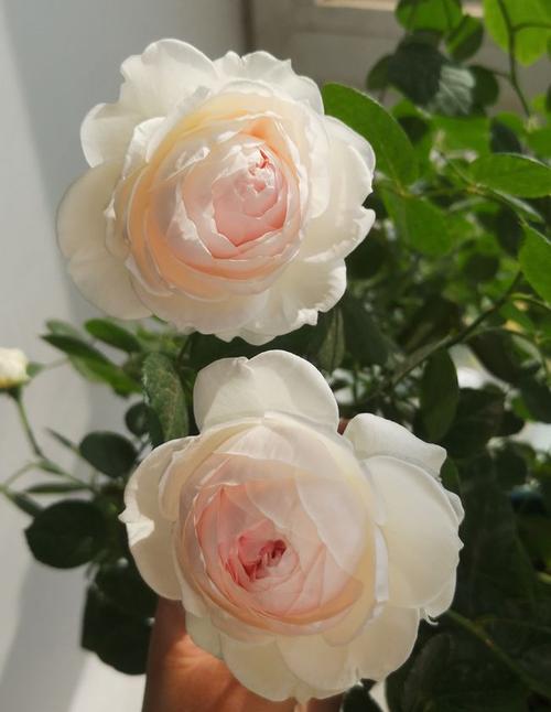 月季"尘世天使"—美胜玫瑰,香赛牡丹,阳台养一棵,四季