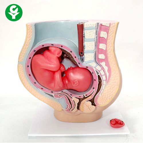 妊娠大肚婆模型孕妇解剖 胎儿发育计生示教人体教学人体骨骼模型