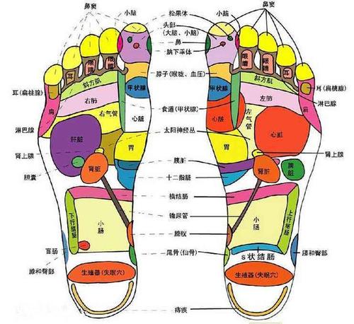 如图,心区和甲状腺区都在大脚趾下,按摩范围大点没有关系,每天泡完脚
