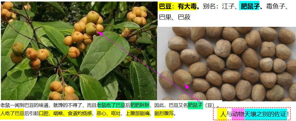 巴豆人的泻药毒药老鼠的增肥药补药化疗药靶向药免疫药均可致泻