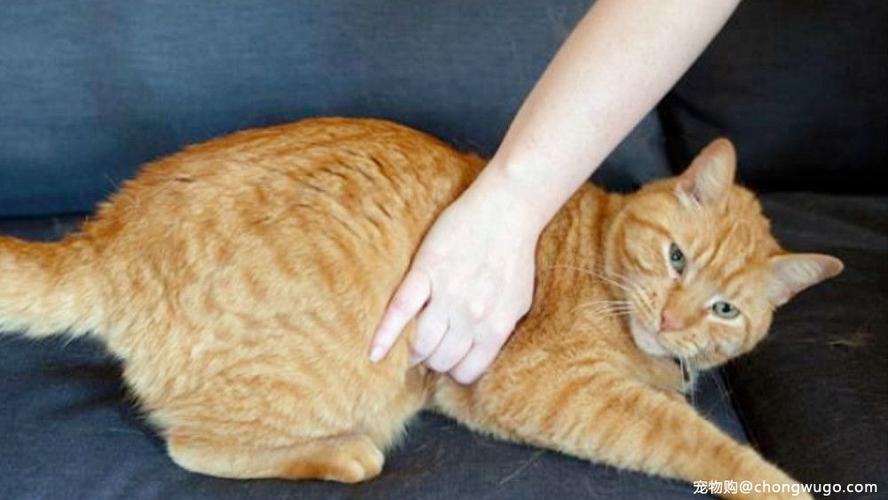 猫咪肠胃敏感,主人需要注意这些方面