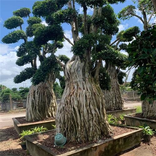 造型榕树盆景漳州小叶榕桩景报价价格优惠