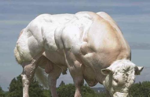 牛界的健美大神"魔鬼肌肉牛"长这样你还敢吃么