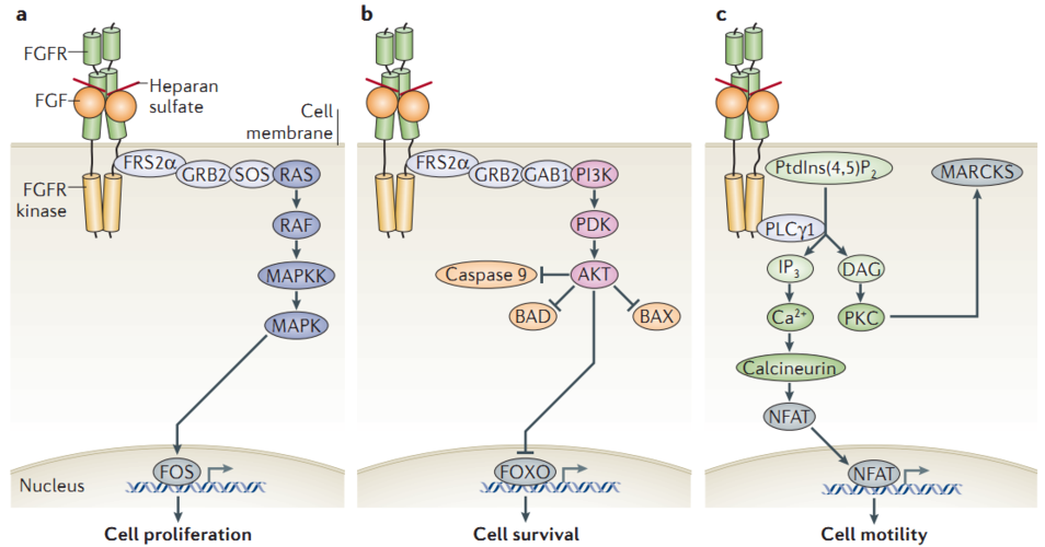 图3. fgf信号通路(regina goetz and moosa mohammadi, 2013.)
