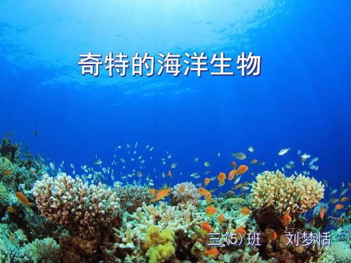海洋生物.ppt