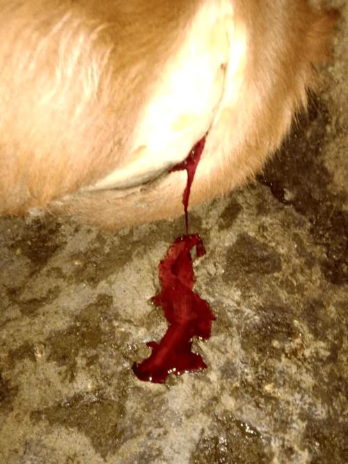 牛发情第二天流出的血液;还有些是卵巢的膜发生部分的溶解,卵泡内卵泡