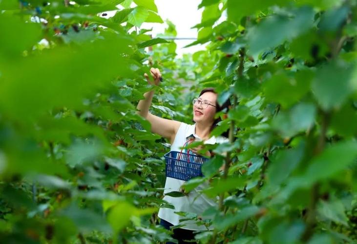 一起去桑园体验采摘的乐趣吧!