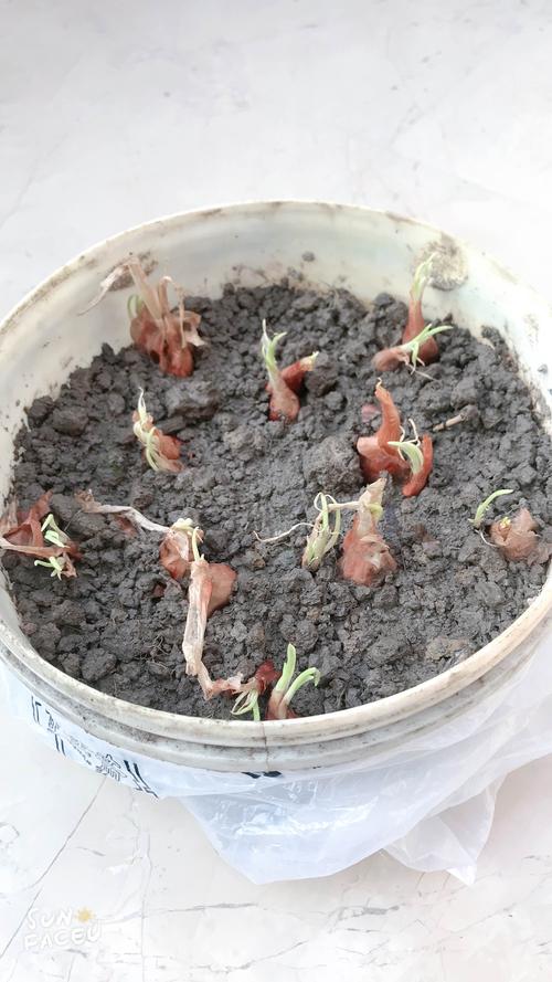 由于葱的外裹的皮很干硬成长的比较慢经过13天的成长期它仍在继续生长