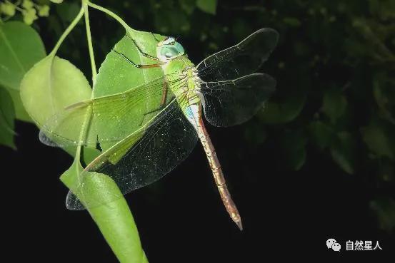 北京·奥森科普日记:碧伟蜓