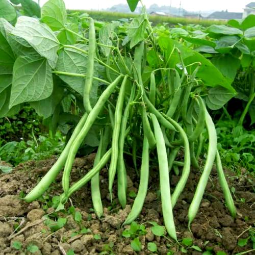 无架豆角种孑地豆角不搭架四季豆籽阳台盆栽四季春季蔬菜种子大全