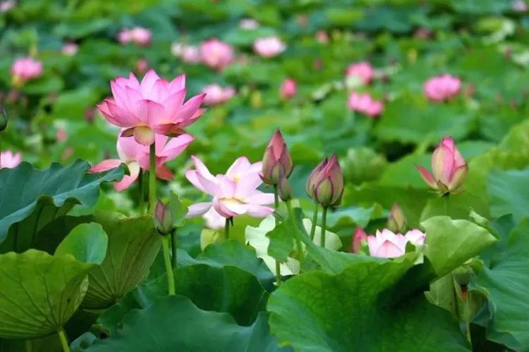 夏天的周末,"荷"你有约_荷花