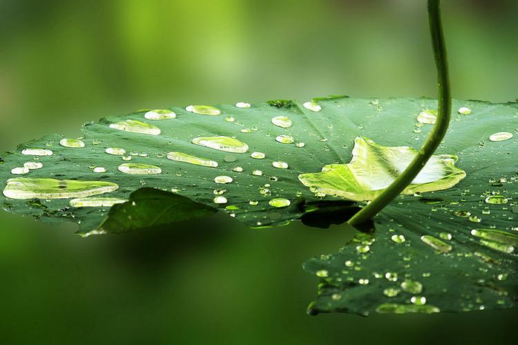壁纸植物荷叶水滴