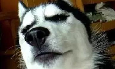 哈士奇一大堆表情包来袭,是你喜欢的那个二哈吗?