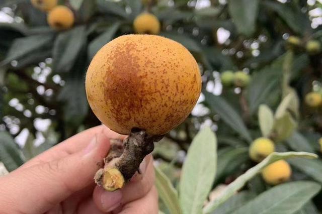 这10家西山农家乐