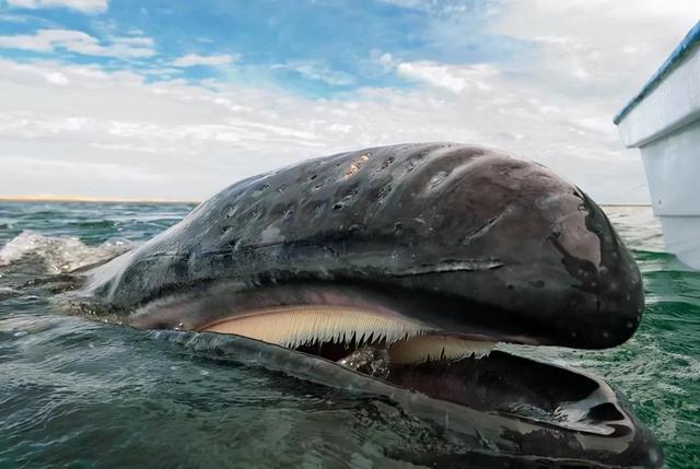 生物进化与食物的来源相关虎鲸作为海洋霸主它的食物有哪些