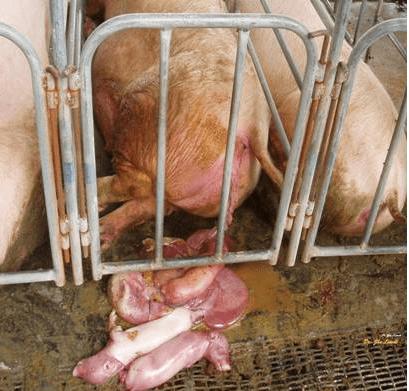 猪乙型脑炎症状图片