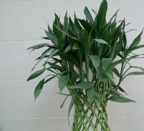 如何用富贵竹做造型 - 花卉种植 - 四季盆栽