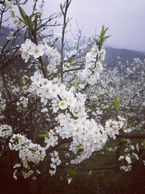 杏花开罢梨花登场,千树万树梨花开,唯美梨花诗词!