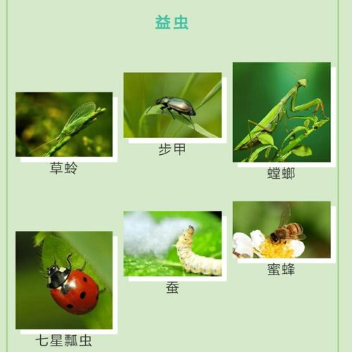 远离疫情,走进春天—《春天里的昆虫》 写美篇 昆虫里的益虫和害虫