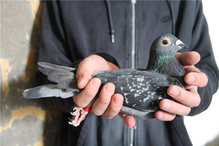 吴淞圆头二代当前价:                  1000000元