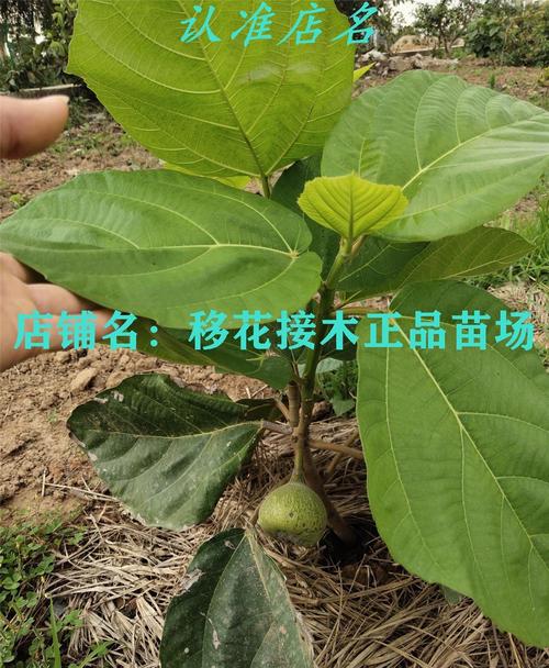 伟博 木瓜榕树苗果苗无花果大果榕聚果榕巨大无花果树苗南盆栽四季