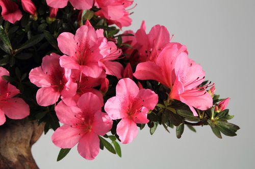 春催杜鹃花盛开