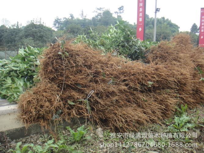 叶绿多枝     四,专业起苗,根系完好 起苗不够专业,对桂花苗的根系