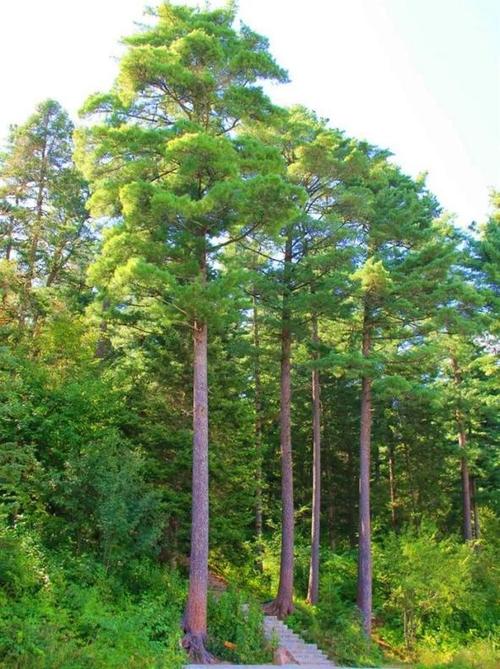 树木传奇|若没有红松 谁擎起蓝天