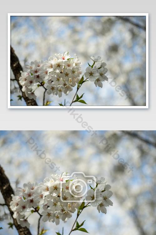 wuhan white cherry blossom flower photography