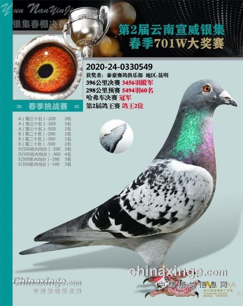 云南公棚:四战高速归巢 决赛冠军鸽飞了1924米