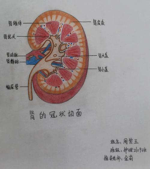 09肾的冠状切面余慧-护理2104班08骶蝶花肋尹巧巧-护理2101班07心脏