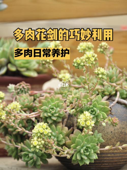 多肉花剑剪或不剪看完再决定也不迟