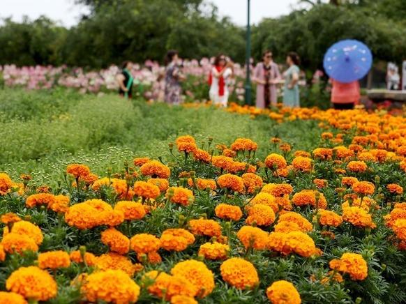 北京菊花文化节来了 近800个菊花品种亮相京城