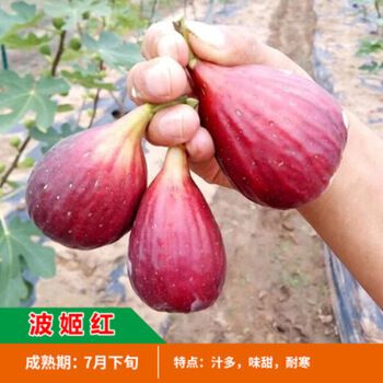 无花果树果苗特大带果四季盆栽地栽无花果苗无花果树苗当年结果苗