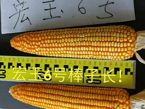 云南省最新滇审玉米2018002宏玉6号,销售经理:罗得豪,财富热线:136