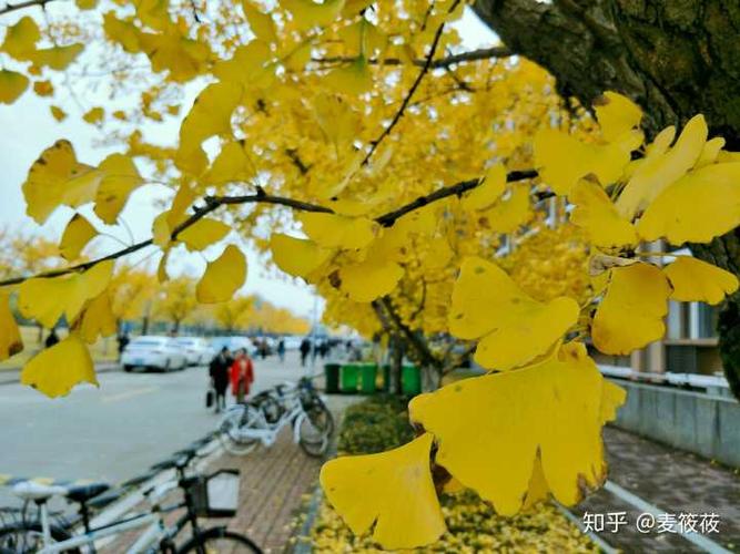 秋季有哪些美丽的变色落叶树